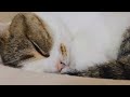 おやすみなさい