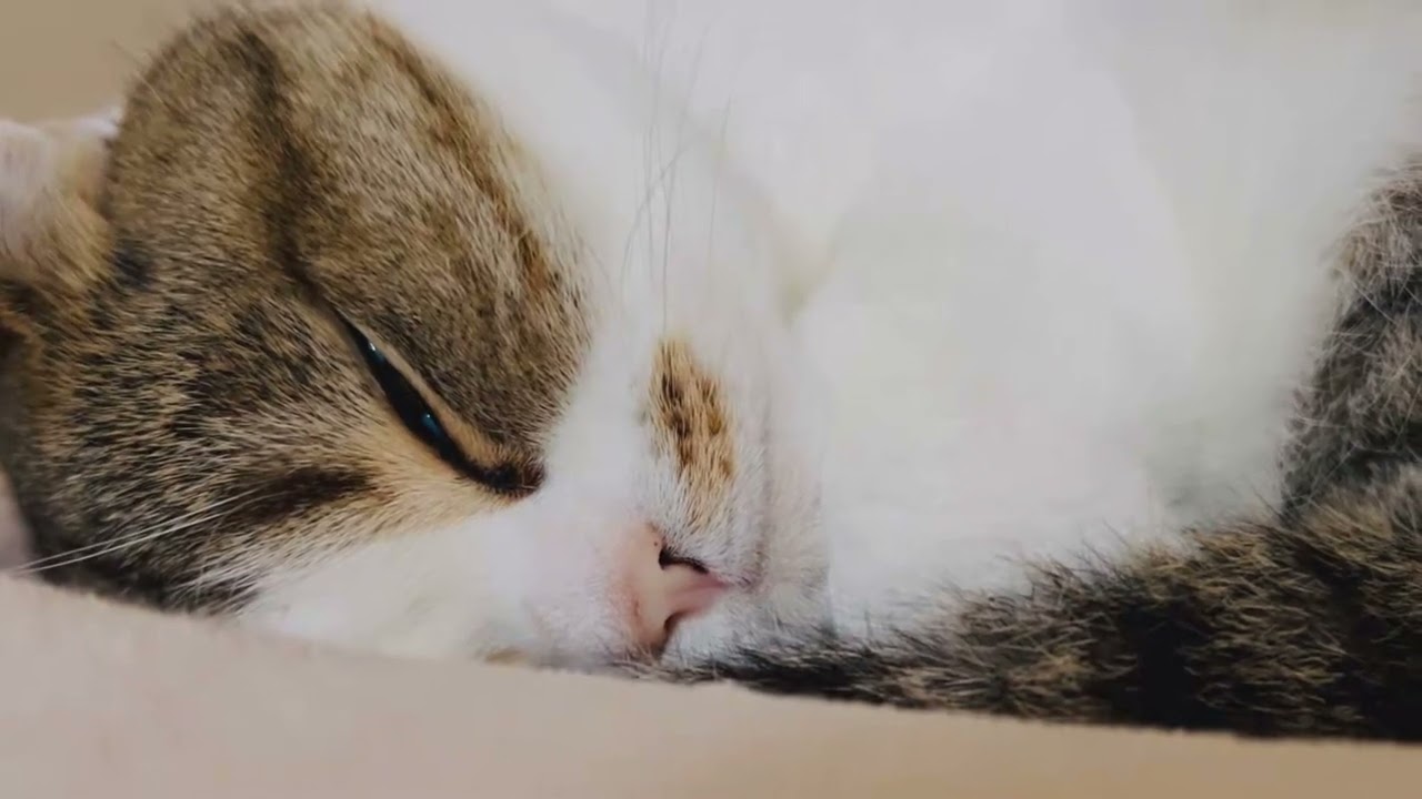 おやすみなさい