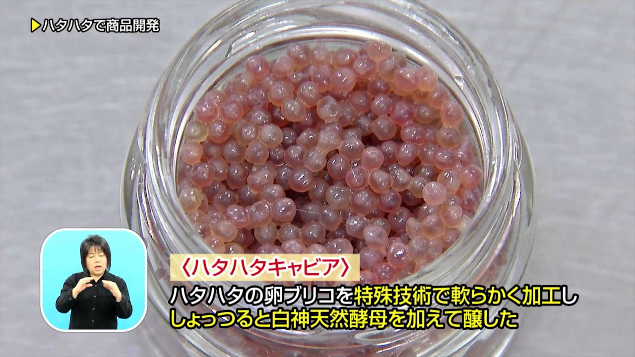 県政テレビ番組あきたびじょん 県の魚ハタハタに付加価値を Youtube