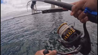 San Diego Bay Fishing Action