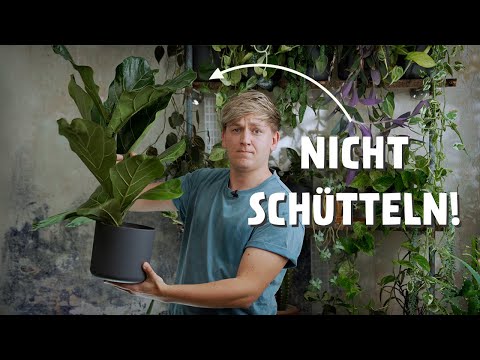 Video: Warum sterben Zimmerpflanzen: Wie man eine Zimmerpflanze vor dem Absterben bewahrt
