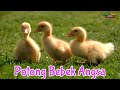 Potong Bebek Angsa - Lagu Anak Terpopuler Indonesia