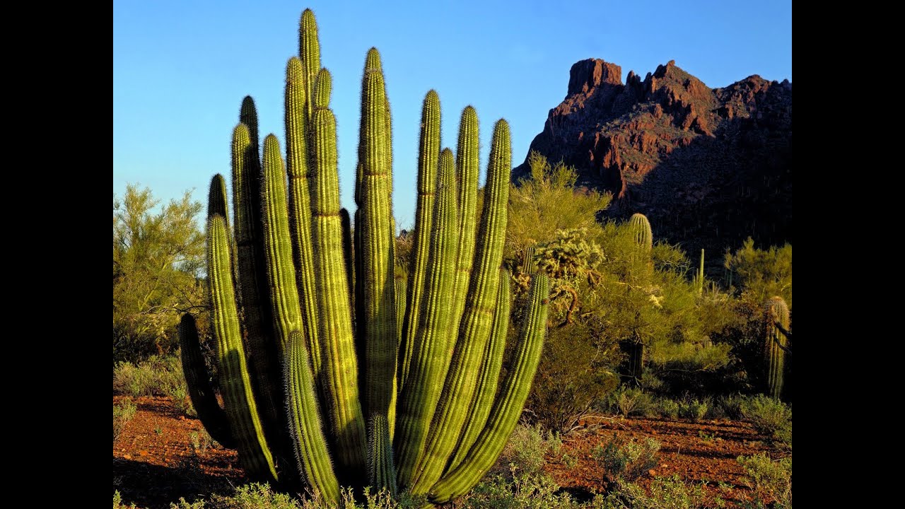 The Organ Pipe Cactus