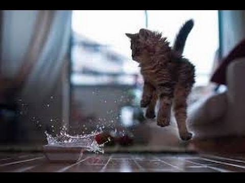 funny-videos-2014-:-funny-cats---funny-cat-videos---funny-animals---cats-funny-videos-2014
