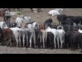 Industria de la carne en Guatemala