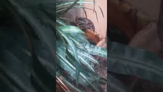 CANE TOAD FEEDING VIDEO!!