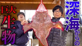 深海生物はこうやって捌きます【吊るし切り】