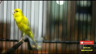 Download lagu Ini Baru Kenari Ini Baru Kenari