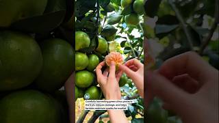 Green Citrus Harvest Boosts Fruit Quality #Citrus #Harvest #Farming