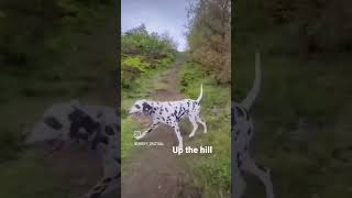 Dalmatian trial run with beautiful view #dog #dalmation