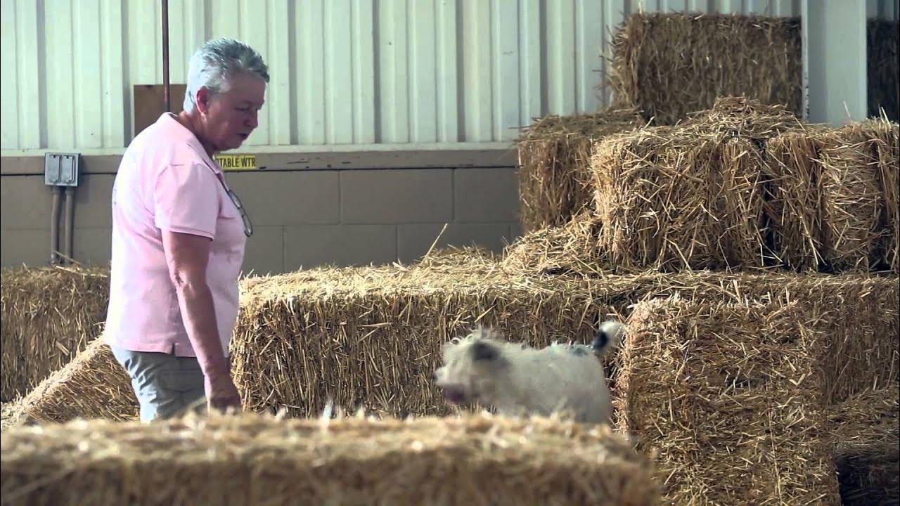 Barn hunt a competition for all dogs youtube