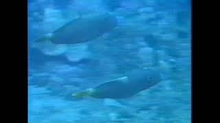 BE BOP ALULA  |Victor Wood KARAOKE R/L