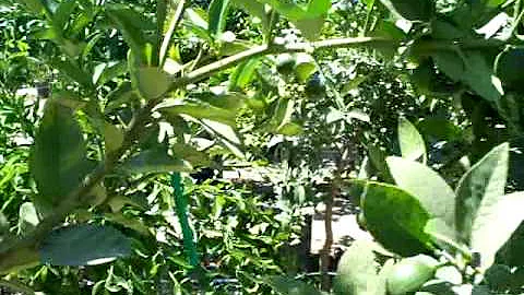 Do Mexican limes turn yellow?