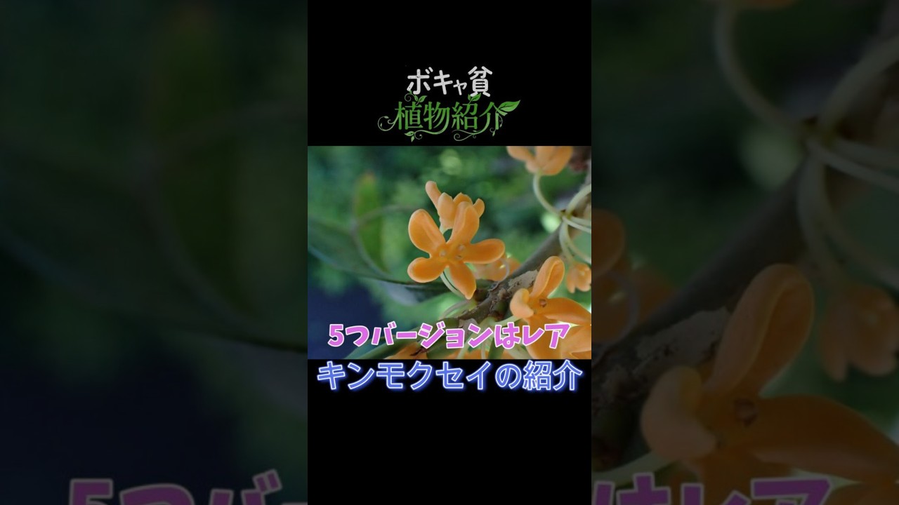 ボキャ貧植物紹介~キンモクセイ~ #園芸 #キンモクセイ #shorts