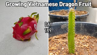 How to grow store-bought dragon fruit | how to grow dragon fruit from seeds