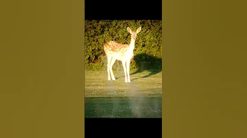 roe deer in the meadow