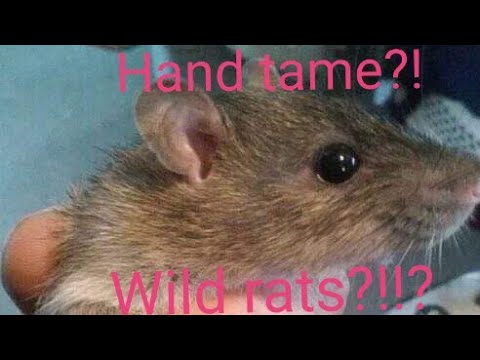 Video: How To Help Rats Make Friends