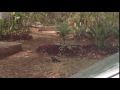PAJARO CARPINTERO RECOLECTANDO BELLOTAS ENTRE LA JARDINIZACIÓN(PLANTAS ORNAMENTALES)