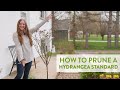 How to Prune a Hydrangea Standard