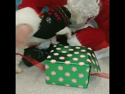 Doggy Secret Santa