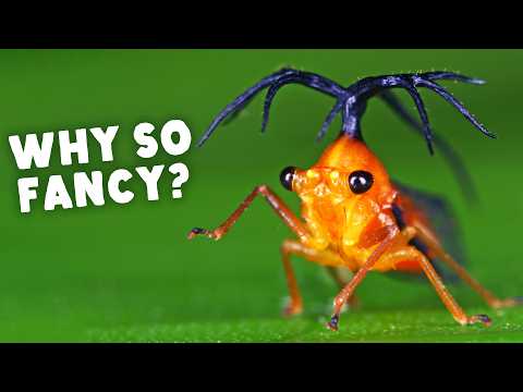 This Bug Has One Weird Thing in Common with Sharks