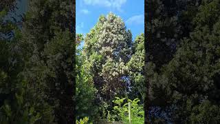 ✨ Árboles de Ulmo 🌳, Una Fuente de Alimento para las Abejas 🐝