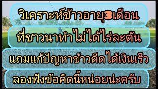 ชาวนาไม่ประสบความสำเร็จข้าวอายุสั่นเพราะอะไรมีคําตอบให้