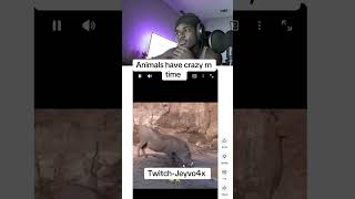 Tune into my streams on Twitch #explore #animals #bbcearth #ishowspeed #fypシ