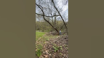 Felling widowmaker trees #felling #stihl #widowmaker #cuttingskills #fyp #asmr #arborist #work #cut