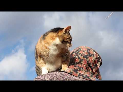 肩乗り猫 Cat on shoulder  2021 210309