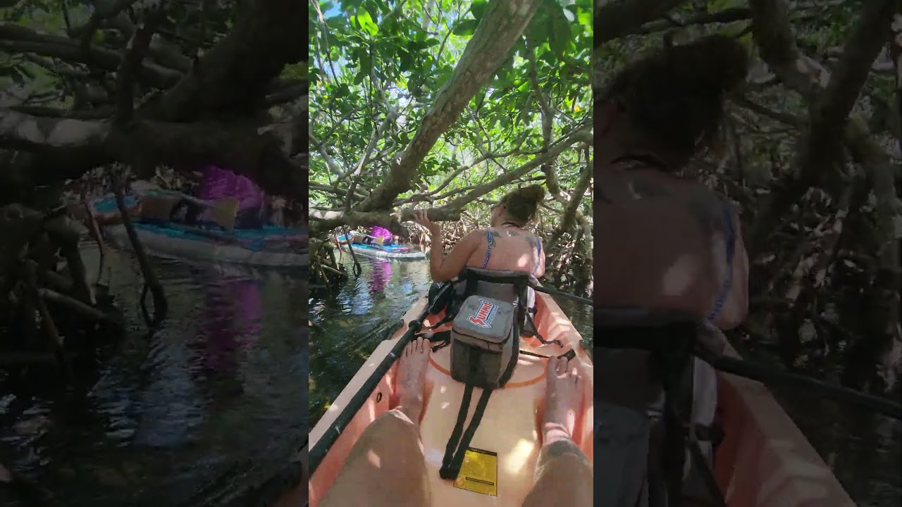 kayaking in the mangroves. Florida keys 2024
