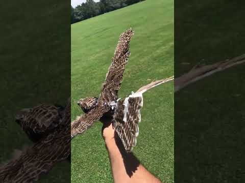 Taxidermy Bird Drone Test Flight