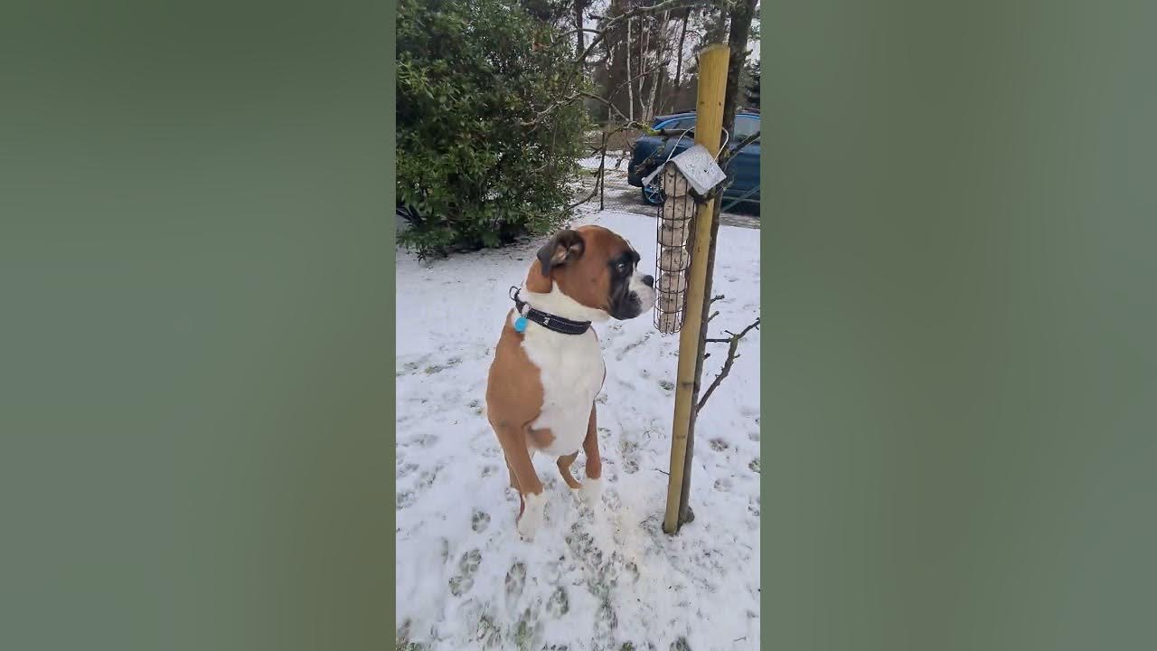 Boxers CRUCH huge snowball in seconds! 😁 And are curious about the birdfood feeder. 😁 YouTube