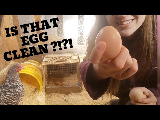 Cleaning your backyard eggs has never been so easy with the