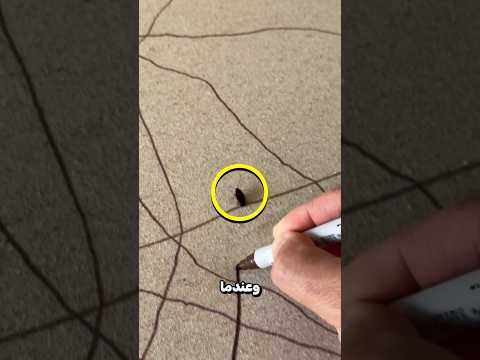 لوحة الخنفساء بطريقة مبتكرة