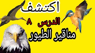 اكتشف/الدرس ٨/مناقير الطيور/تالته ابتدائي/الترم الثاني/ديسكفر الصف الثالث الابتدائي