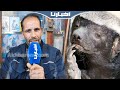 شكون هو عسيلة اللي تصدر الترند المغربي مربي حيوانات يكشف سر تفو ق غرير العسل على باقي الحيوانات 