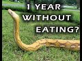 My snake hasn&#39;t eaten, When should I worry?