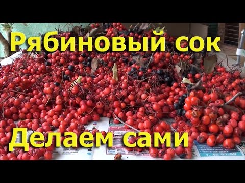 Сок из красной рябины в домашних условиях