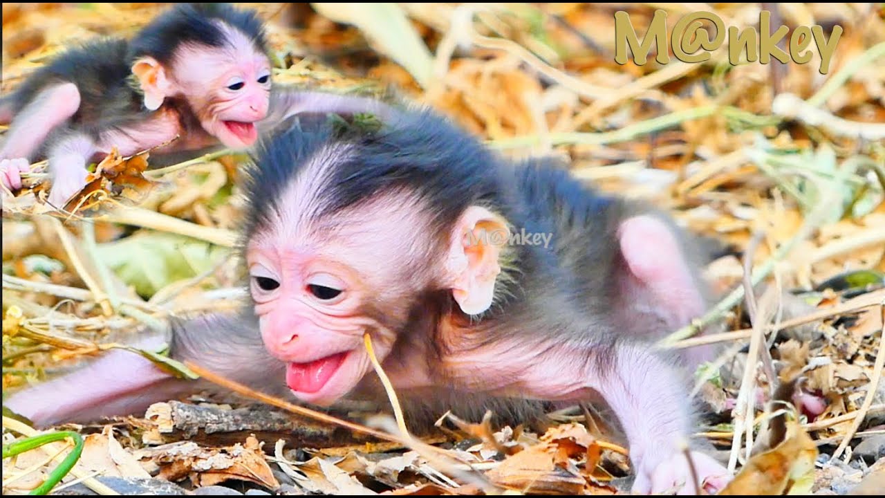 One day😱!! Baby Newborn training to walk that well with trembling