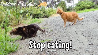Cats who love eating grass but vomit afterwards【日本語CC】