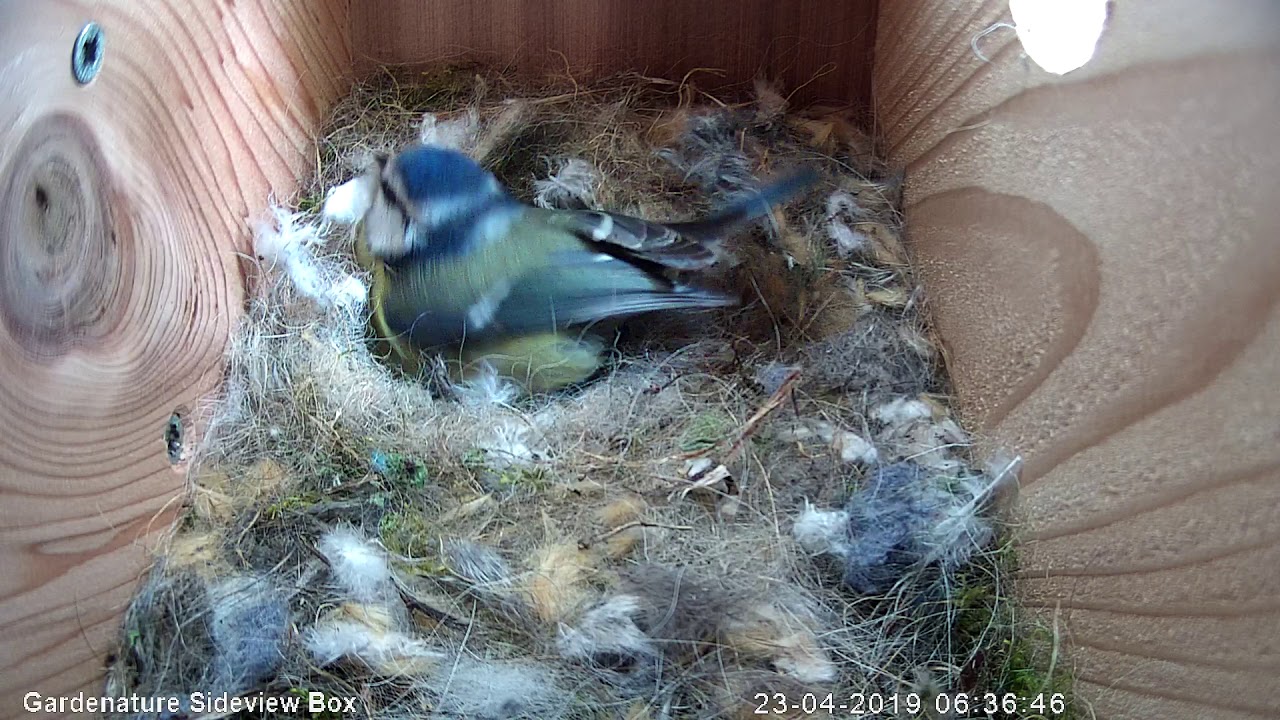 gardenature side view bird box camera