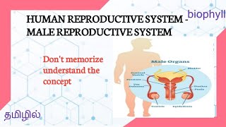 ALLIED HEALTH SCIENCES | Human reproduction - Male reproductive system in tamil |