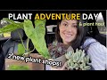 Many 19 rare philodendrons 2 new plant shops  plant shopping for indoor plants  plant haul
