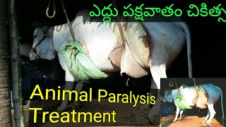 HOW TO ANIMAL PARALYSIS TREATMENT ??||BULLS PARALYSIS TREATMENT|| పారాలిసిస్ చికిత్స