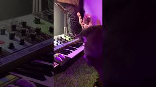 The Synth Cat by @bizzybasinski #shorts #synth