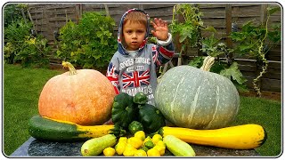 202. Zucchini, Patissons and Pumpkin. How to save space and grow a good harvest?