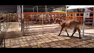 Lote 103 subasta 271