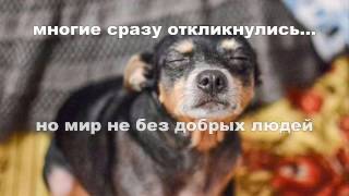Пропала собака. Осторожно мошенники! С номера МТС Украина +380665702103 Пропала собака. Осторожно мошенники! С номера МТС Украина +380665702103