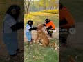 Tiny Gorillas ✌️ Team Up VS 🐕 Dog #viral #shorts छोटे गोरिल्ला ✌️ टीम अप VS 🐕 कुत्ता! एक पकड़ता